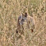 Bandhavgarh Jackal