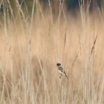 Syberian Reed Warbler