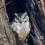 Indian Scops Owl