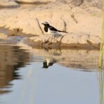 White browed wagtail