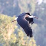 Wooly necked stork