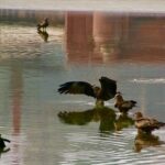 black kites on Raj Path