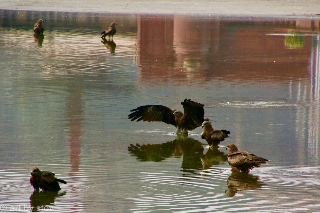 black kites on Raj Path