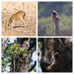 collage Spotted deer, langur monkey, orchids and monitor lizard