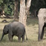 baby elephant Bandhavgarh