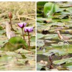 Bronze Winged Jacana and Indian Pond heron