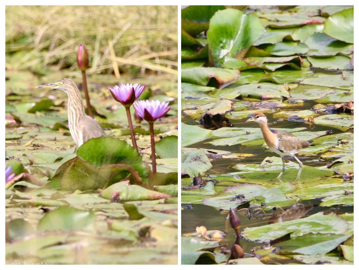 Bronze Winged Jacana and Indian Pond heron