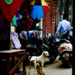 Two Dogs, three bikes and some kites