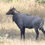 Blue Antelope (Nilgai) Bull