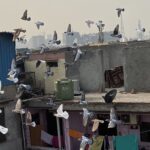 Pigeons flying Old Delhi